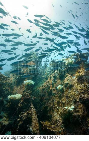Group Of Fusilier Fish In Blue Tropical Water