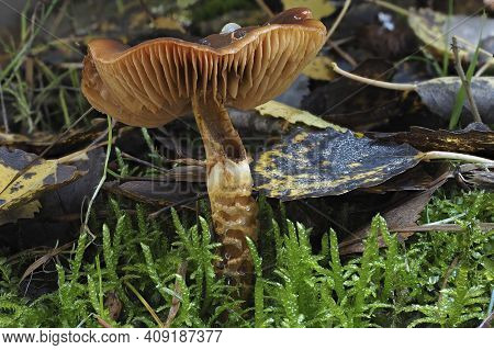 The Girdled Webcap (cortinarius Trivialis) Is An Poisonous Mushroom , An Intresting Photo