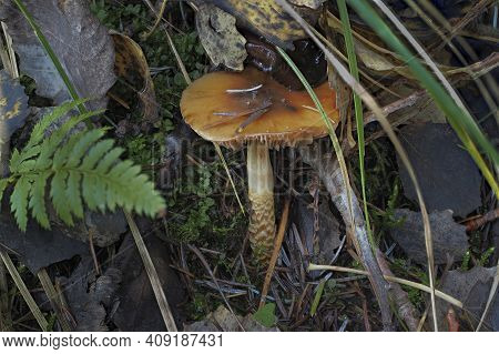 The Girdled Webcap (cortinarius Trivialis) Is An Poisonous Mushroom , An Intresting Photo