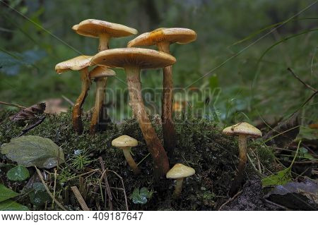 The Alder Scalycap (flammula Alnicola) Is An Inedible Mushroom , An Intresting Photo