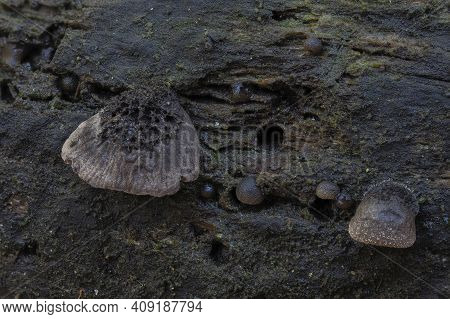 The Hairy Oysterling (resupinatus Trichotis) Is An Inedible Mushroom , An Intresting Photo