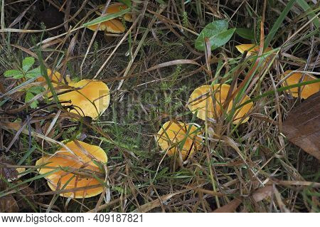 The Golden Waxcap (hygrocybe Chlorophana) Is An Inedible Mushroom , An Intresting Photo