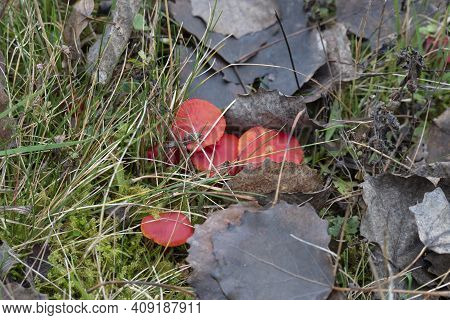 The Splendid Waxcap (hygrocybe Splendidissima) Is An Inedible Mushroom , An Intresting Photo
