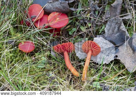 The Splendid Waxcap (hygrocybe Splendidissima) Is An Inedible Mushroom , An Intresting Photo
