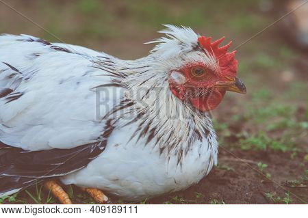 Cream Crested Legbar Chick Close Up In The Garden