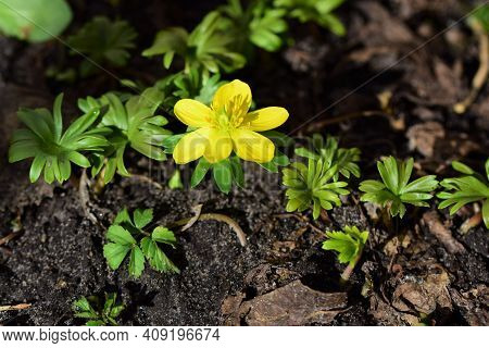 Close Up Of An Eranthis Hyemalis - Winterling