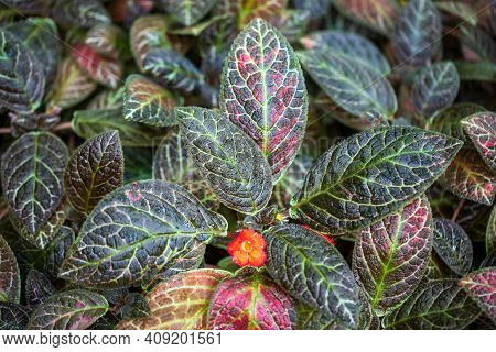 Close-up Of Flowering Episcia Cupreata Flame Violet Leaves. Photography Of Lively Nature.