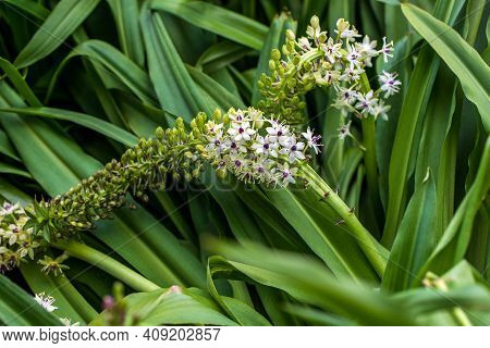 View Of Flowering Eucomis Pineapple Lilies Plant. Photography Of Lively Nature.