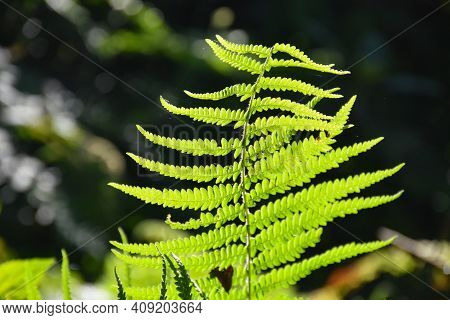 Fresh And Green Himalayan Fern With Defined Pattren