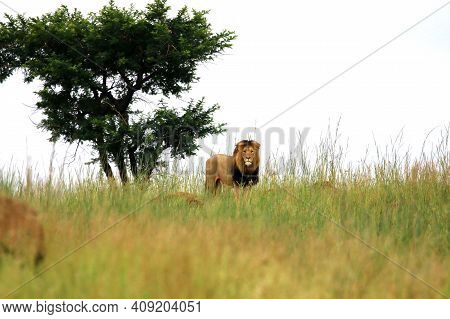 A Close Up View Of A Male Lion In The Distance Watiching Its Prey
