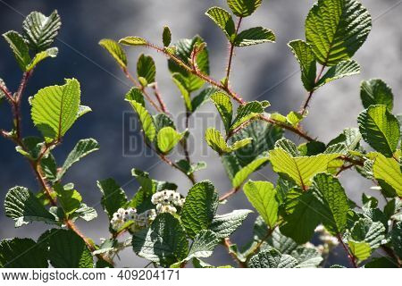 Himalayan Blackberry Plants Without Berry: Invasive, Noxious, And Beautiful