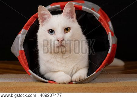 Adorable Young Tomcat Is Lying In His Cat Toy Tunnel. He Has A Complete Heterochromia Iridis, A Vari