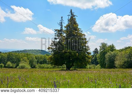Forests And Green Meadows With Lupins In The Hohe Rhoen, Bavaria, Germany