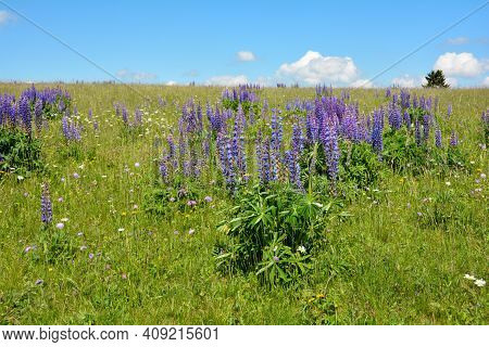 Flower Meadow With Lots Of Purple Lupins And Blue Sky In The High Rhoen, Bavaria, Germany