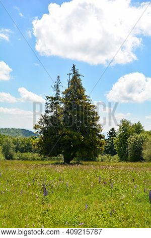 Tree  And Green Meadows With Lupins In The Hohe Rhoen, Bavaria, Germany