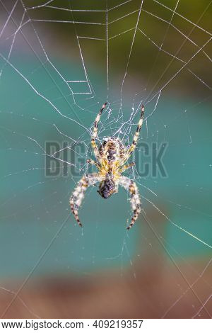 Yellow Garden Spider In A Cobweb On A Turquoise Background In Norway.