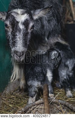 Home Environment. The Goat Has Just Farrowed And Protects Its Offspring. Small Depth Of Field. Soft