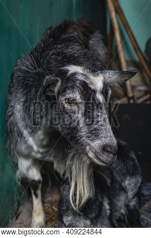 Home Environment. The Goat Has Just Farrowed And Protects Its Offspring. Small Depth Of Field. Soft