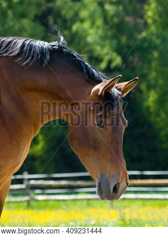 Close-up Of A Brown Horse In The Afternoon Sun On A Pasture.