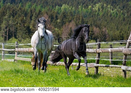 Black And White Horses Grazing And Running In A Paddock On A Ranch