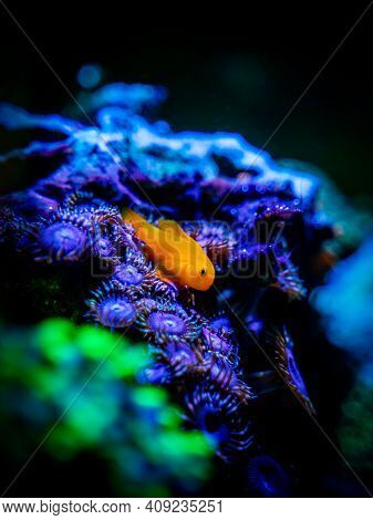 Gobiodon Okinawae On A Zoanthus Coral In A Reef Aquarium With Blurred Background