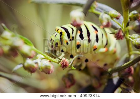 Siyah swallowtail