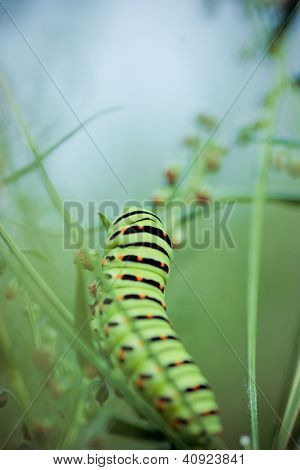 Siyah swallowtail