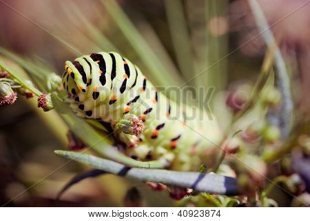Siyah swallowtail