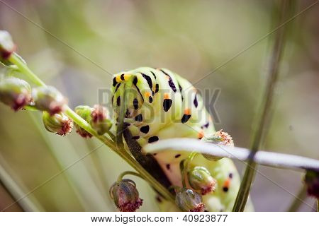 Siyah swallowtail