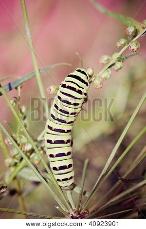 Siyah swallowtail