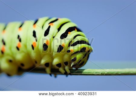 Siyah swallowtail