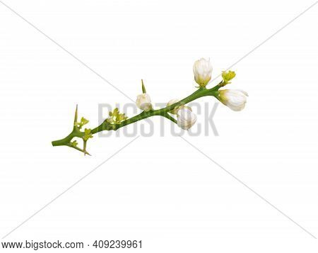 Branch Of Trifoliate Orange Tree With White Fragrant Flowers And Leaves Isolated On White. Spring Bl