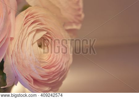Pink Ranunculus Flowers In A Glass Vase With Blurred Background. Copy Space.