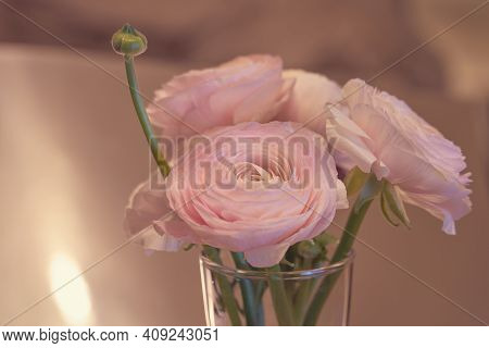 Pink Ranunculus Flowers In A Glass Vase With Blurred Background. Copy Space.