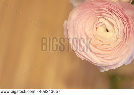 Pink Ranunculus Flowers In A Glass Vase With Blurred Background. Copy Space.