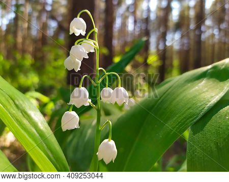 Spring Flower Lilies Of The Valley. Lily Of The Valley. Ecological Background Blooming Lily Of The V