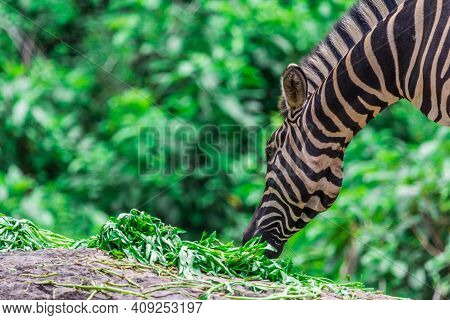 Zebra Portrait Face And Head