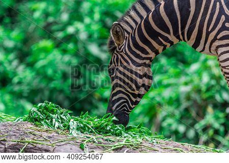 Zebra Portrait Face And Head