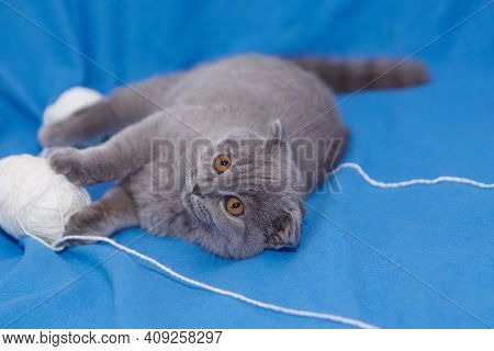 A Lop-eared Scottish Cat Plays With Balls Of Yarn. An Animal On A Blue Background. Fun For Pets