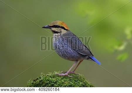 Lovely Chubby Brown Bird Perching On Weed Spot Among Fresh Green Leafs With Water Drops In Early Mor