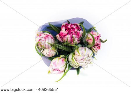 Beautiful Tseti Tulips On A Light Background