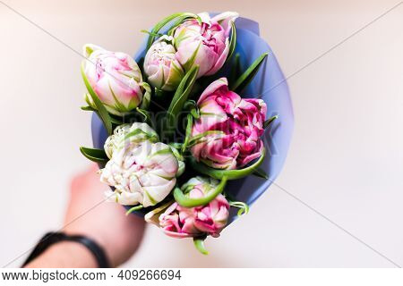 Beautiful Tseti Tulips On A Light Background