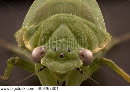 Ultra Macro Closeup Of A Leaf Hopper Spider