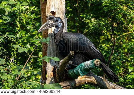 The Abyssinian Northern Ground Hornbill, Bucorvus Abyssinicus Or Northern Ground Hornbill Is An Afri
