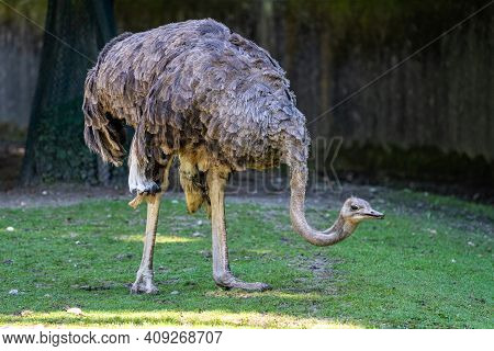 The Common Ostrich, Struthio Camelus, Or Simply Ostrich, Is A Species Of Large Flightless Bird Nativ