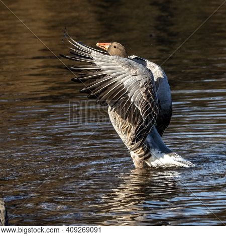 The Greylag Goose, Anser Anser Is A Species Of Large Goose In The Waterfowl Family Anatidae And The 