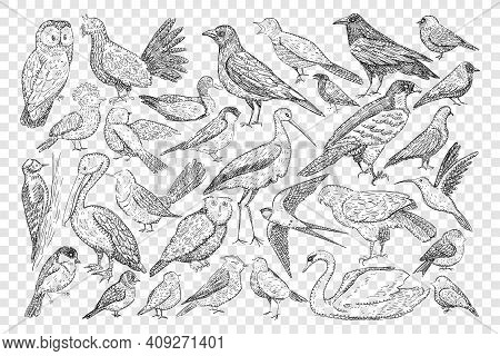 Various Birds Doodle Set. Collection Of Hand Drawn Heron Owl Black Grouse Swift Swallow Pelican Swan