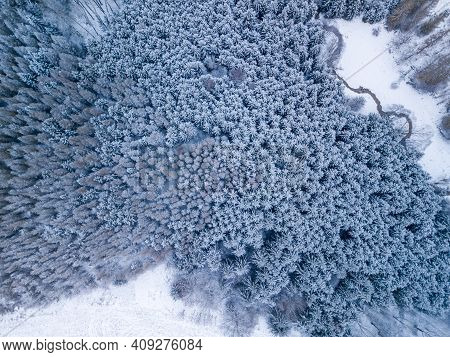 Aerial Top Down View Of Beautiful Winter Forest Treetops. Spruce Frosty Trees Covered With Snow. Win