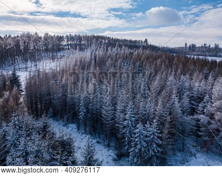 Aerial Top Down View Of Beautiful Winter Forest Treetops. Spruce Frosty Trees Covered With Snow. Win