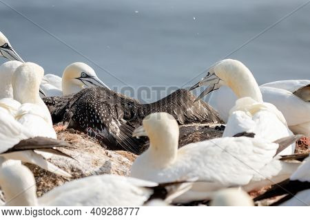A Fighting Colony Of Gannets Attack A Young Bird On A Rock. Sea In The Background, Helgoland